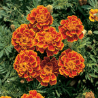 Queen Sophia® Marigold