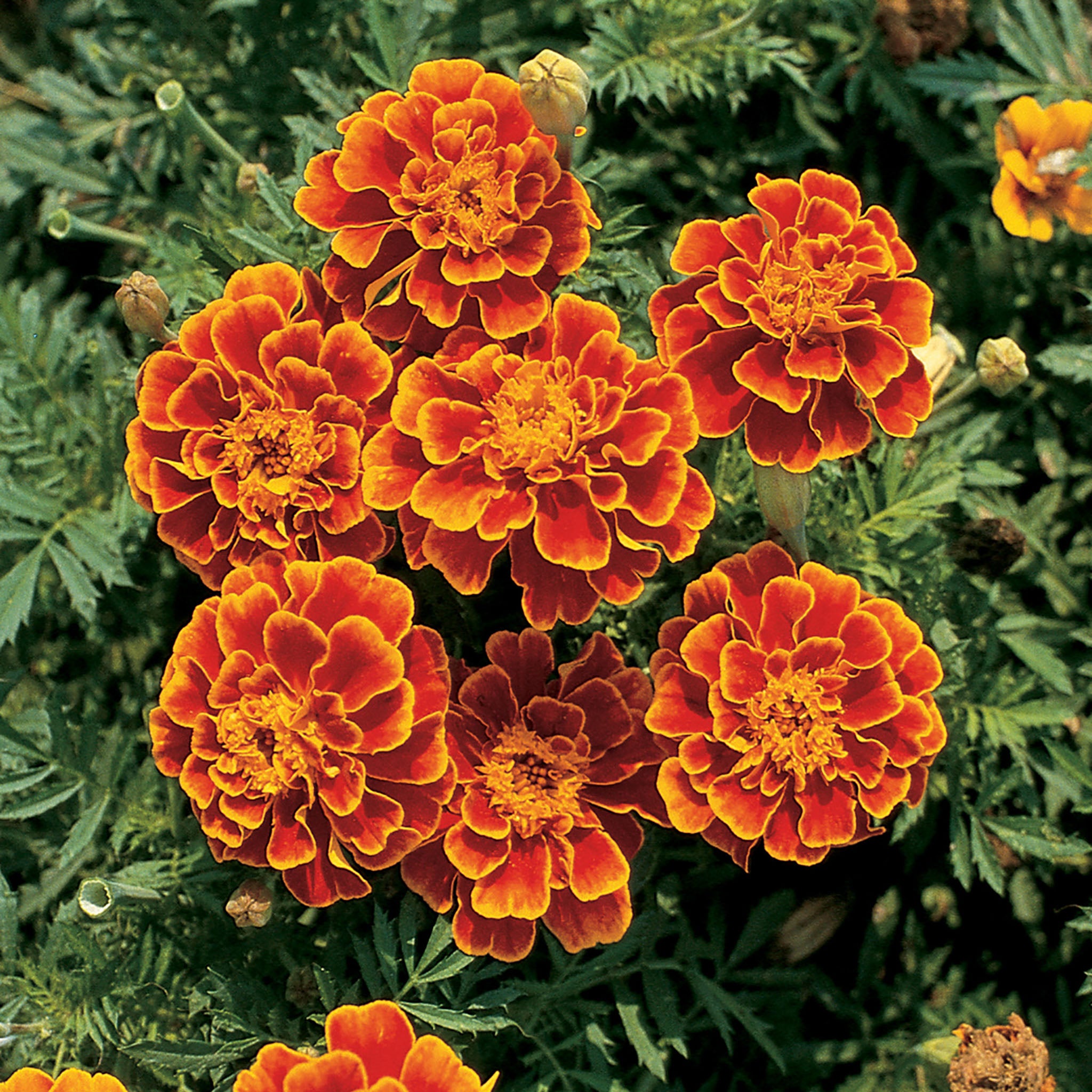 Queen Sophia® Marigold