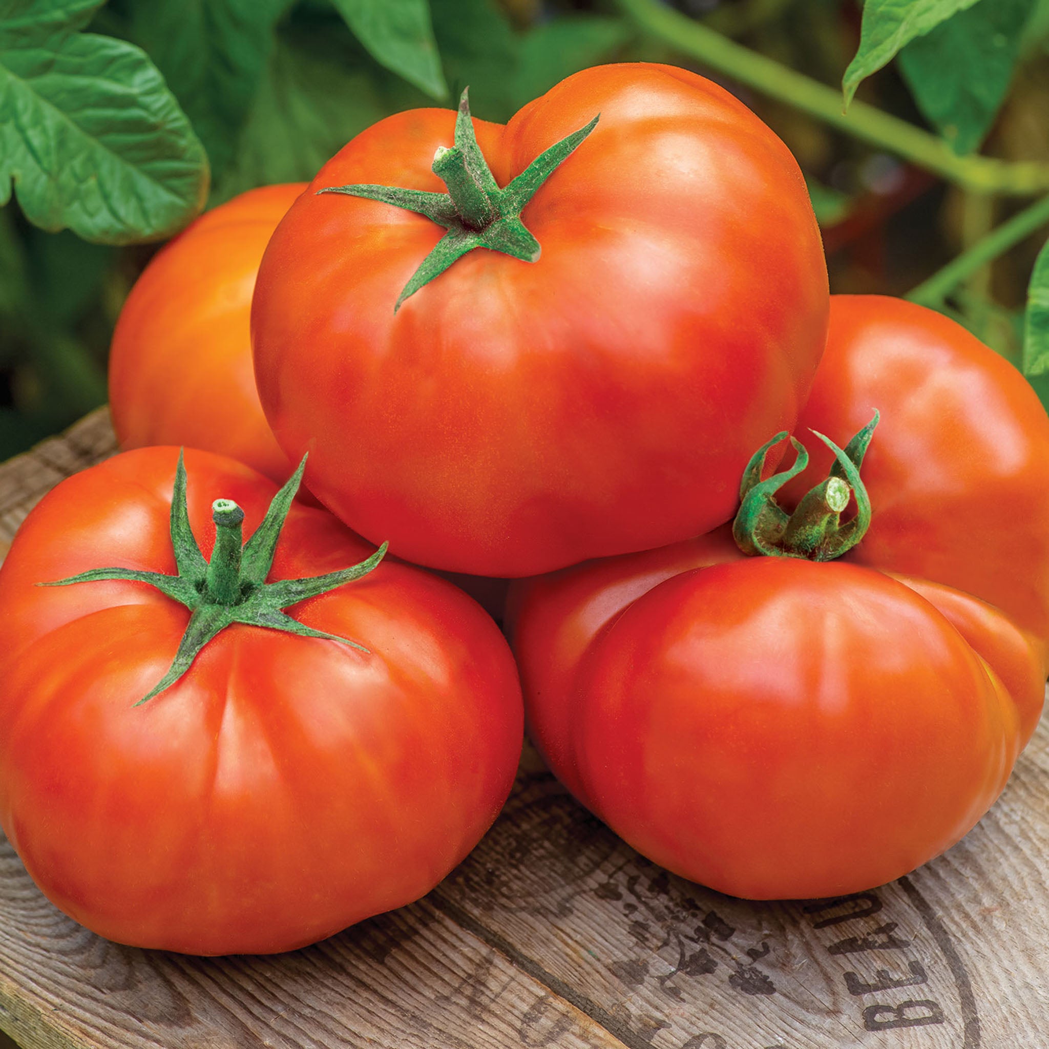 Jersey Boy Tomato