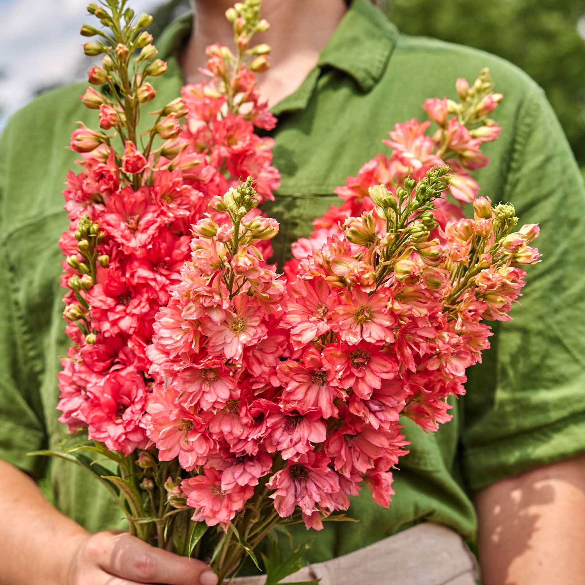 Red Lark Delphinium