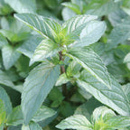 Peppermint Chocolate Mint