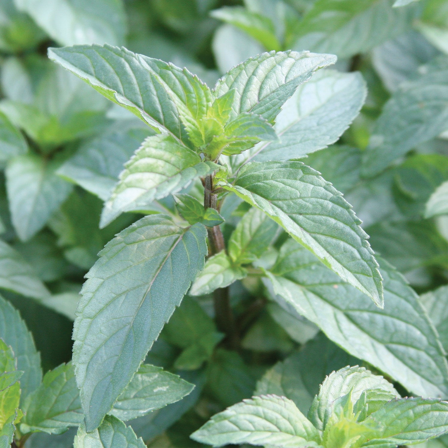 Peppermint Chocolate Mint