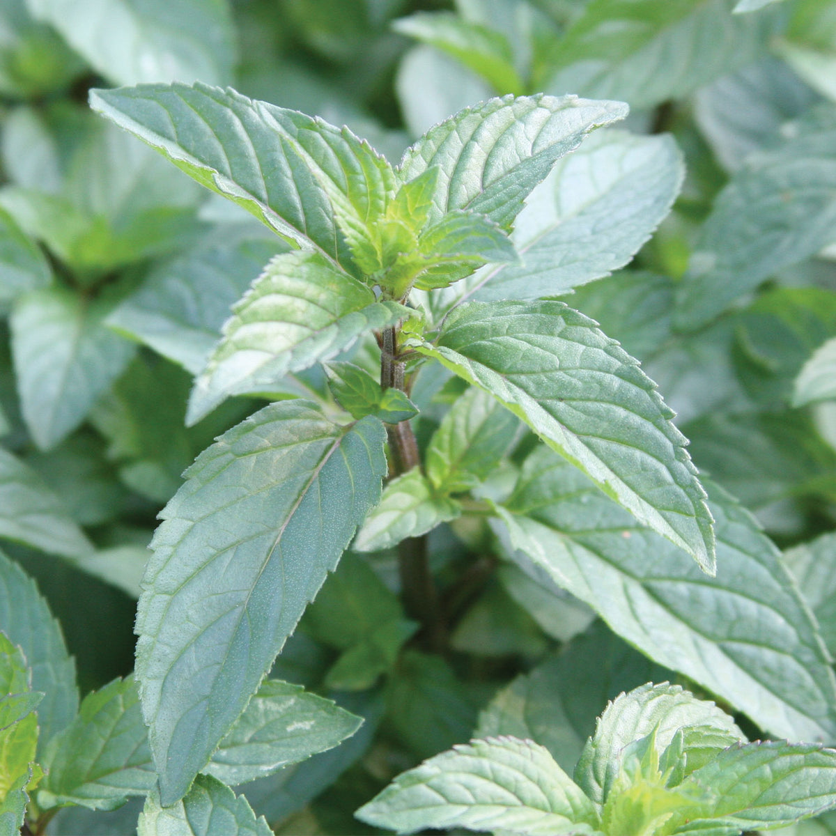 Peppermint Chocolate Mint