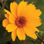 Sweet Sunshine Heliopsis Helianthoides Bare Root