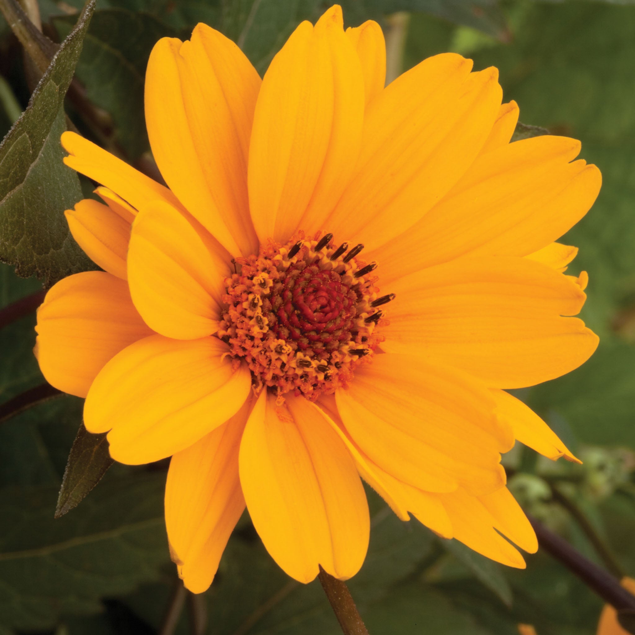 Sweet Sunshine Heliopsis Helianthoides Bare Root