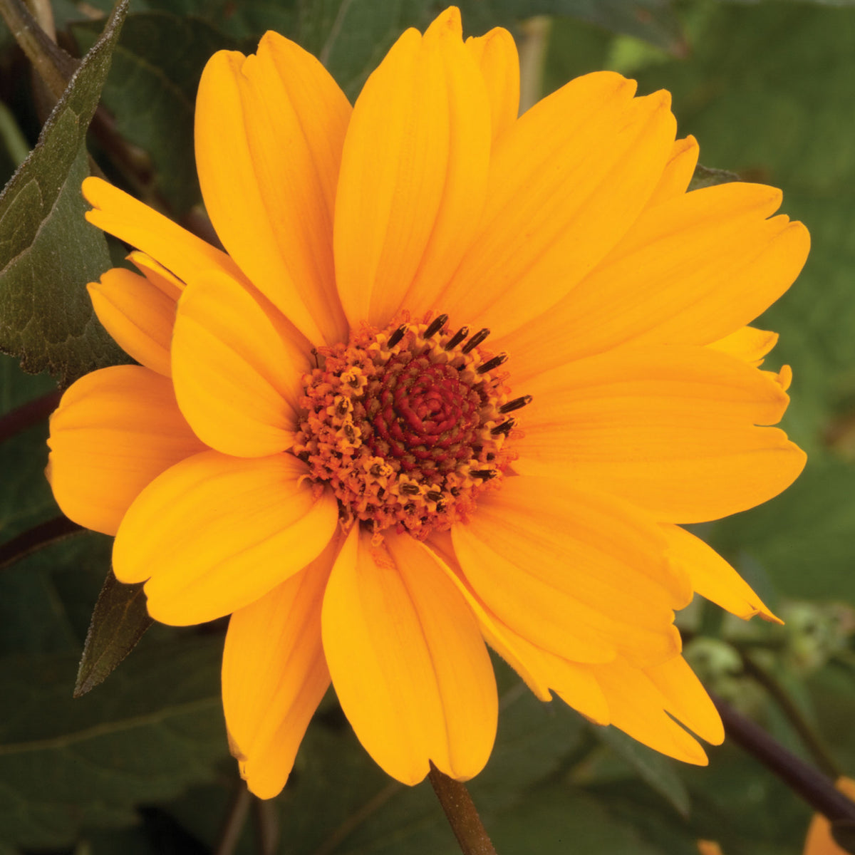 Sweet Sunshine Heliopsis Helianthoides Bare Root