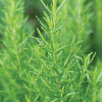 Barbeque Rosemary