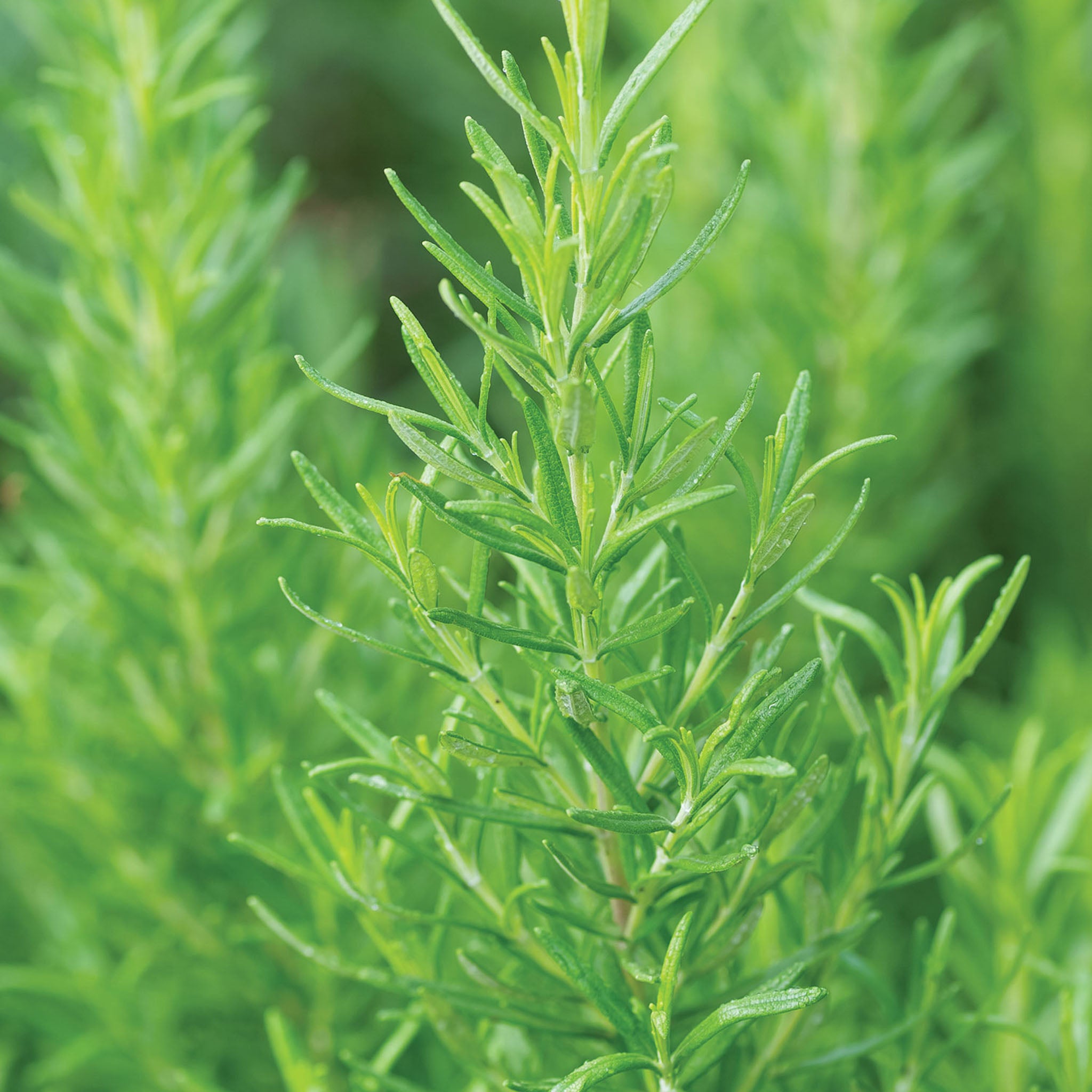 Barbeque Rosemary