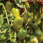 Green Envy Tomato