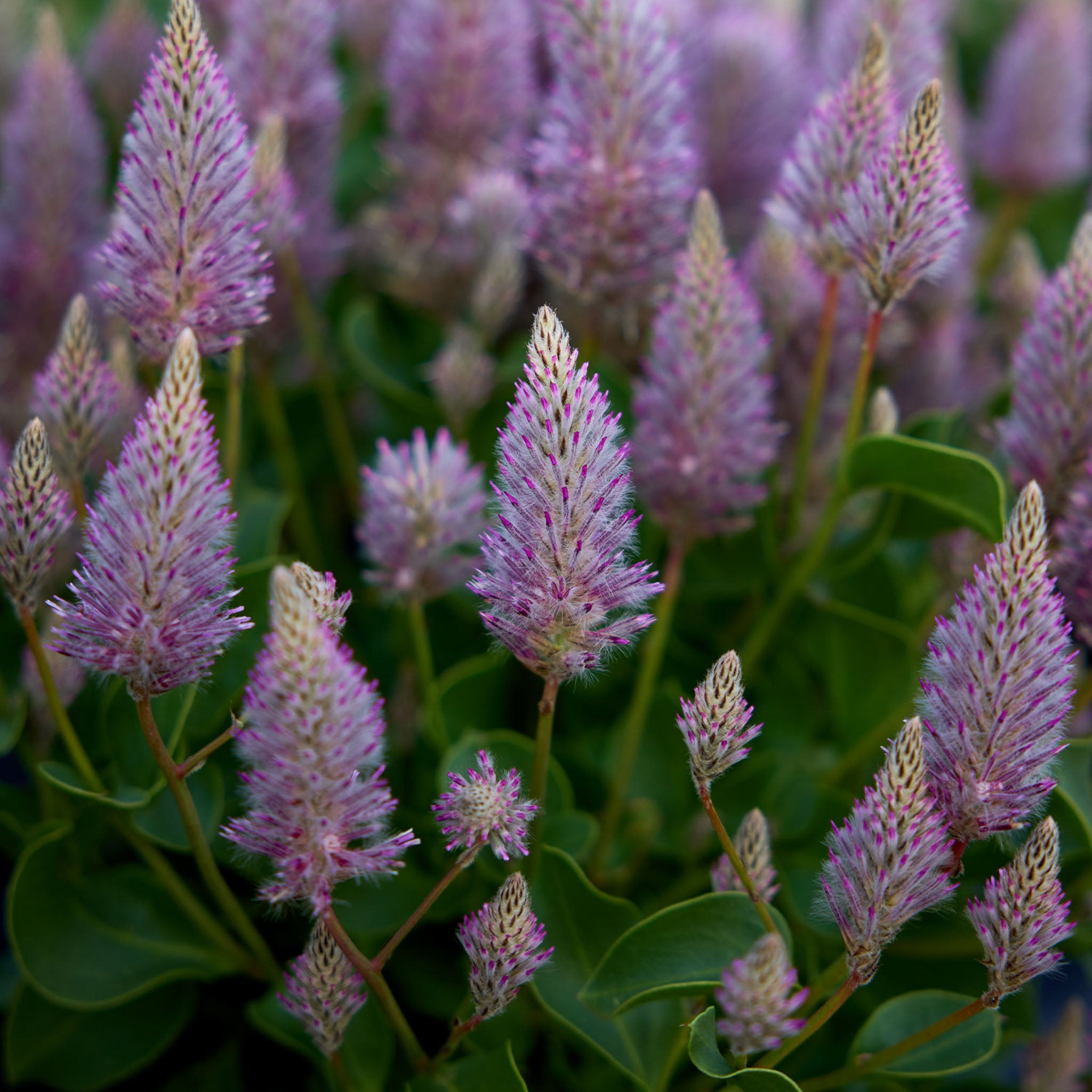 Matilda Ptilotus