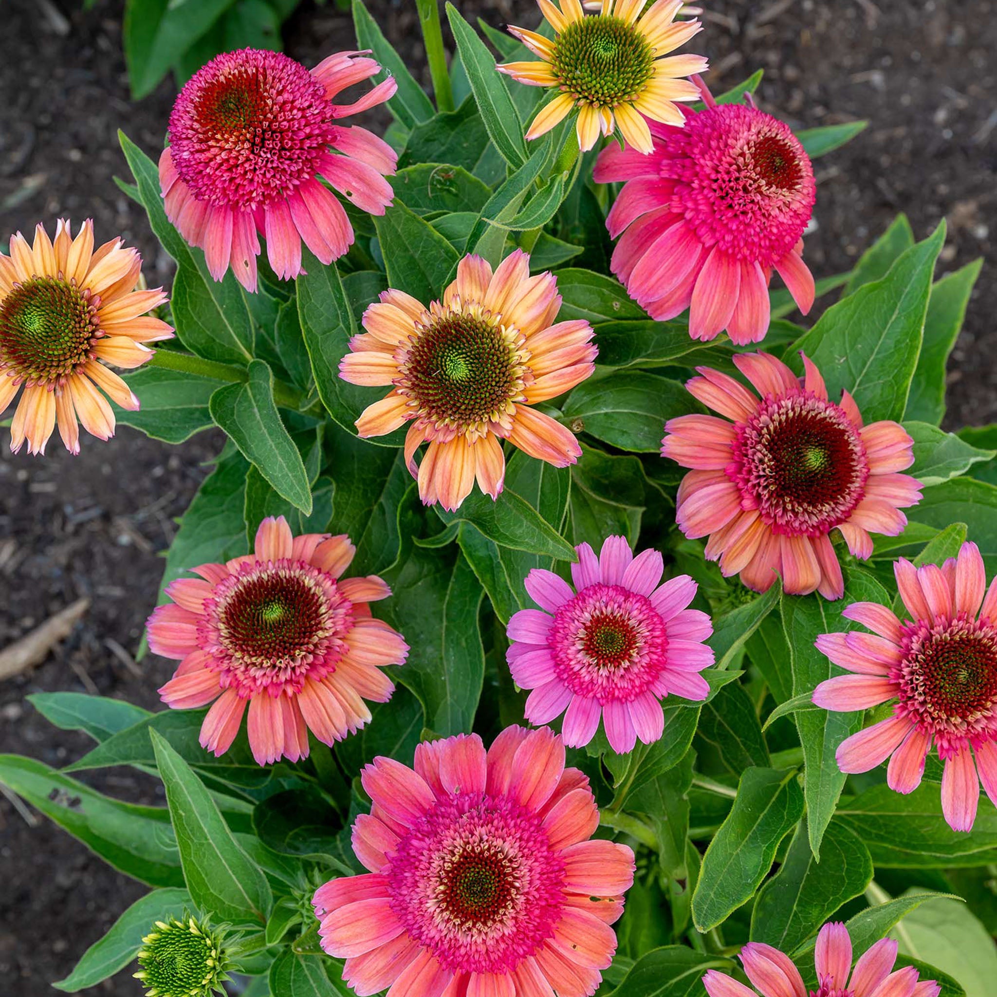 Double Dipped Rainbow Sherbet Echinacea