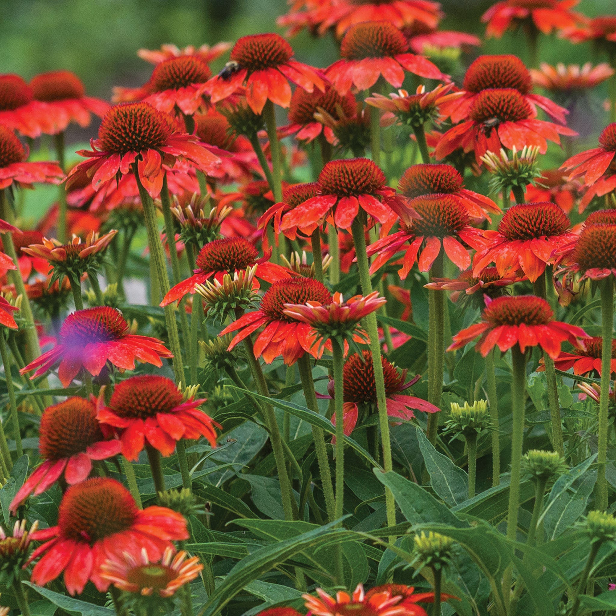 Echinacea Sombrero® Flamenco Orange