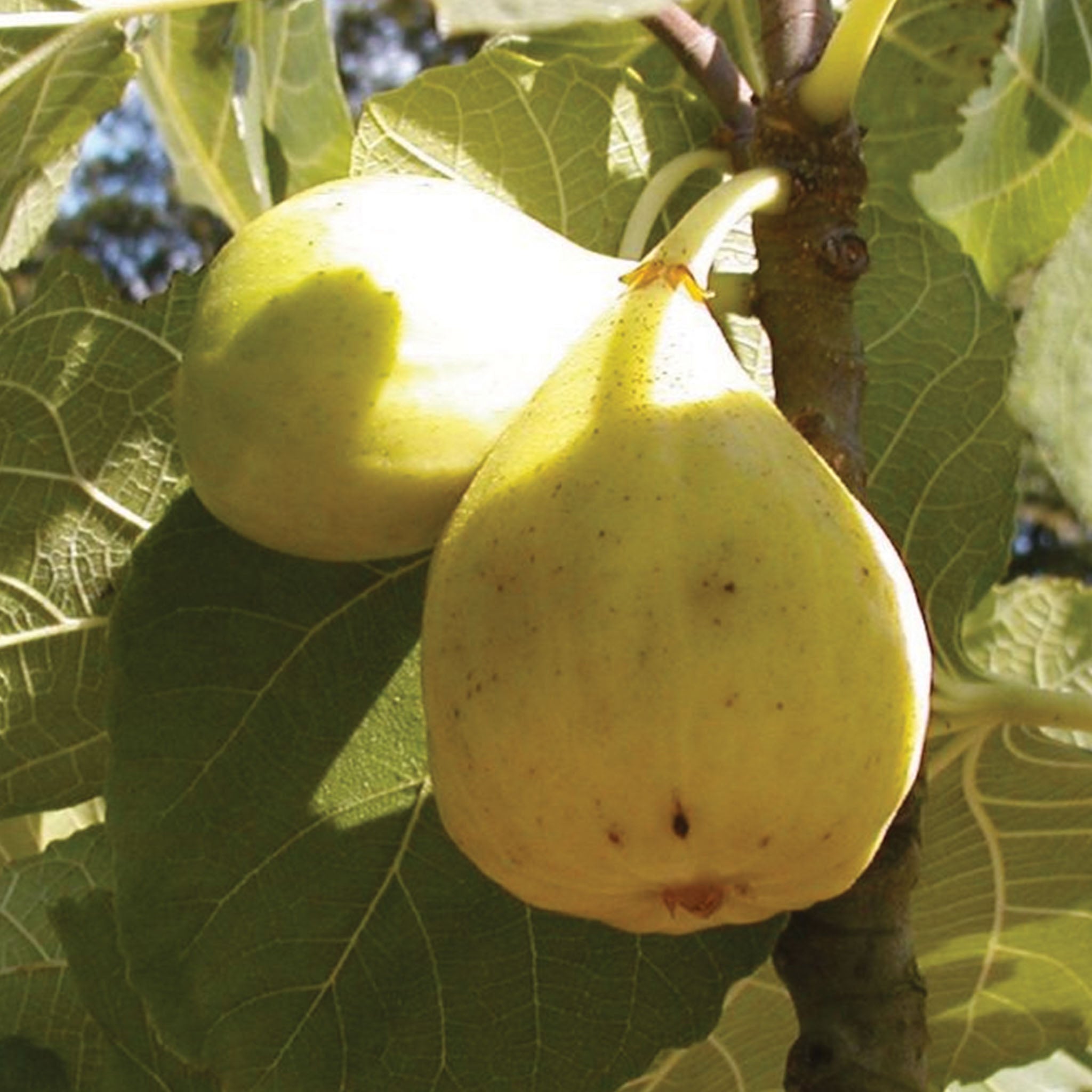 White Marseilles Fig