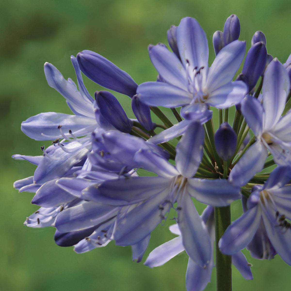 Blue Heaven Agapanthus Bare Root