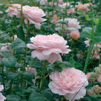 Queen of Sweden English Rose Bare Root