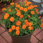 Mandarin Orange Cosmos