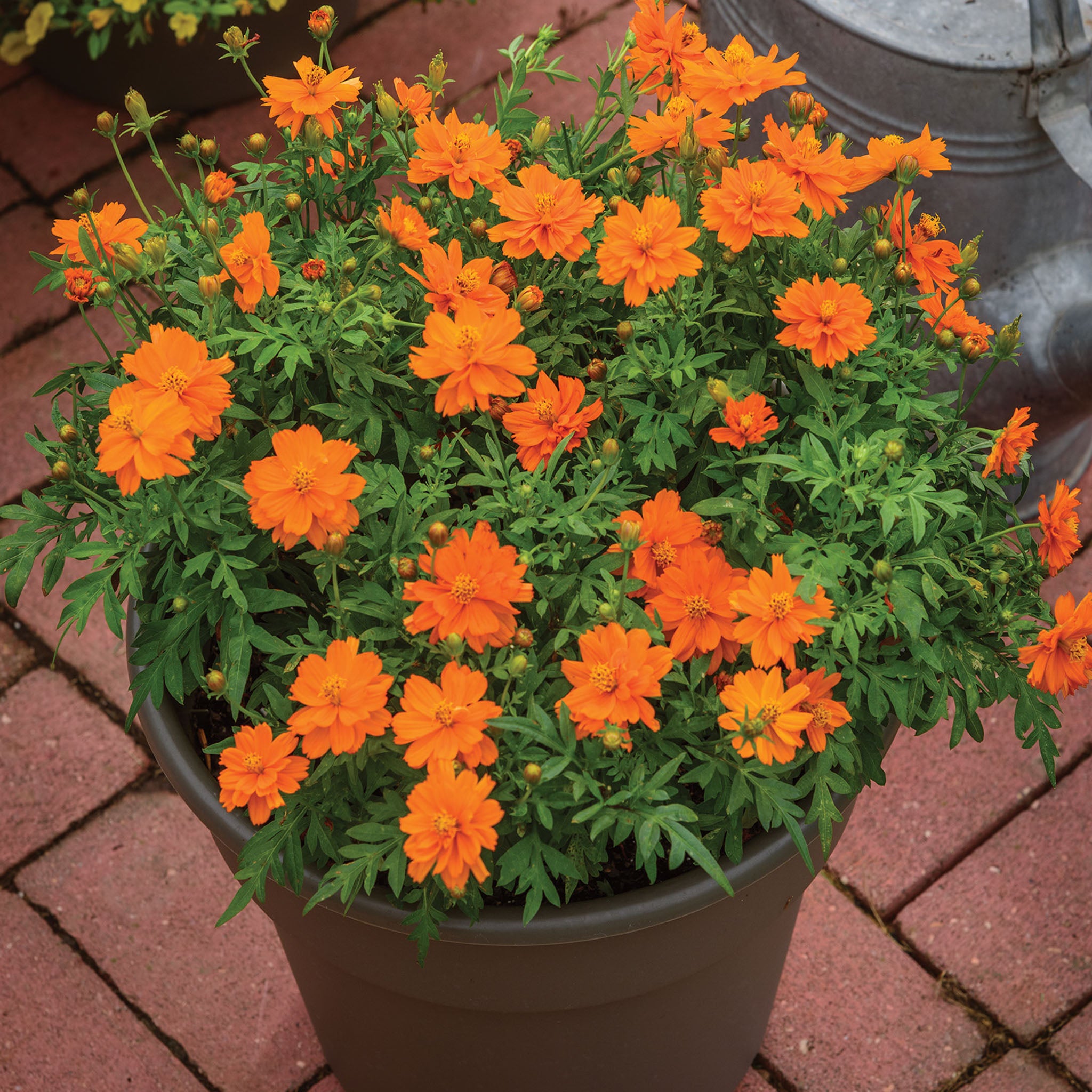 Mandarin Orange Cosmos