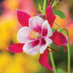 Early Bird Red & White Columbine