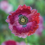 Pandora Papaver Rhoeas