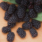 Triple Crown Blackberry