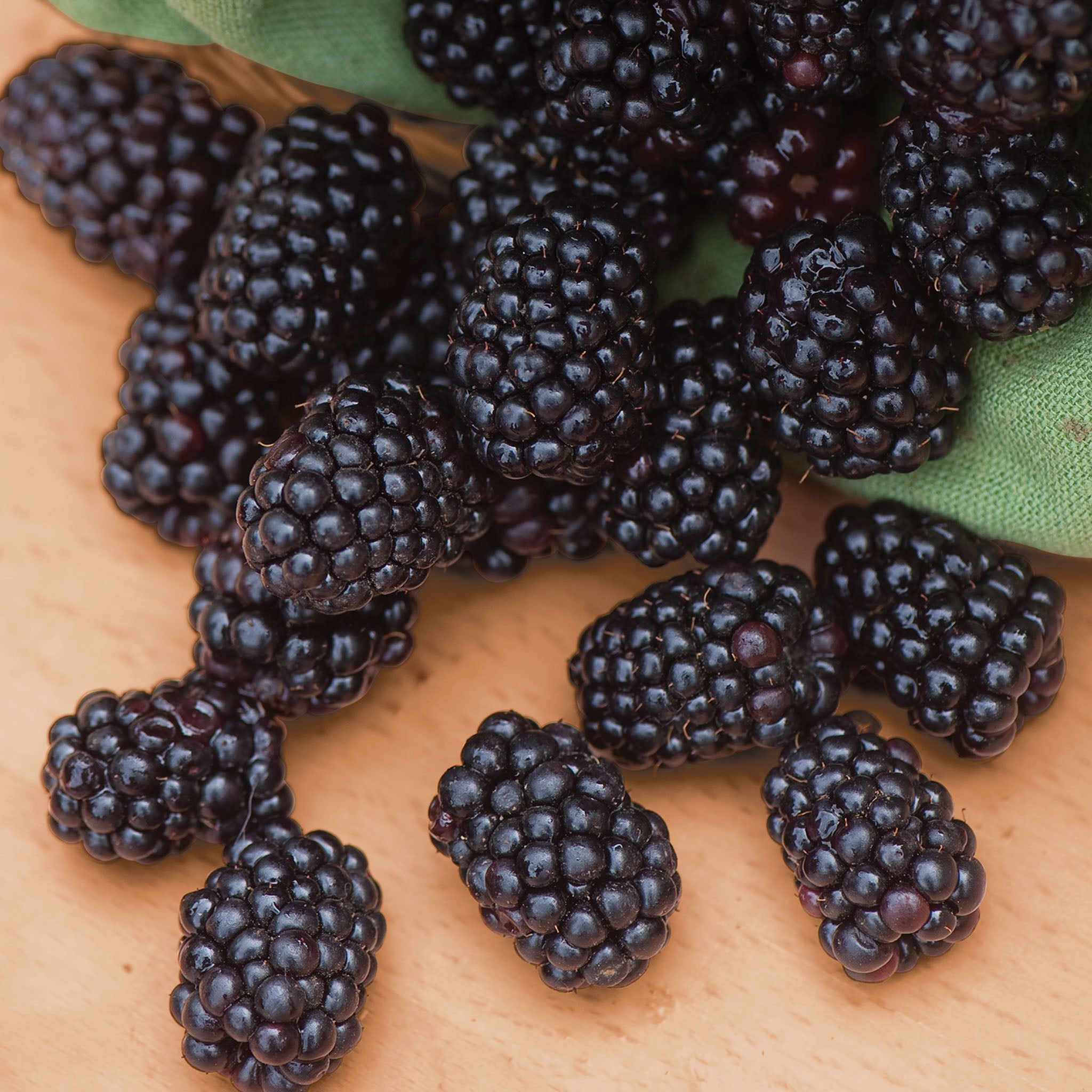 Triple Crown Blackberry