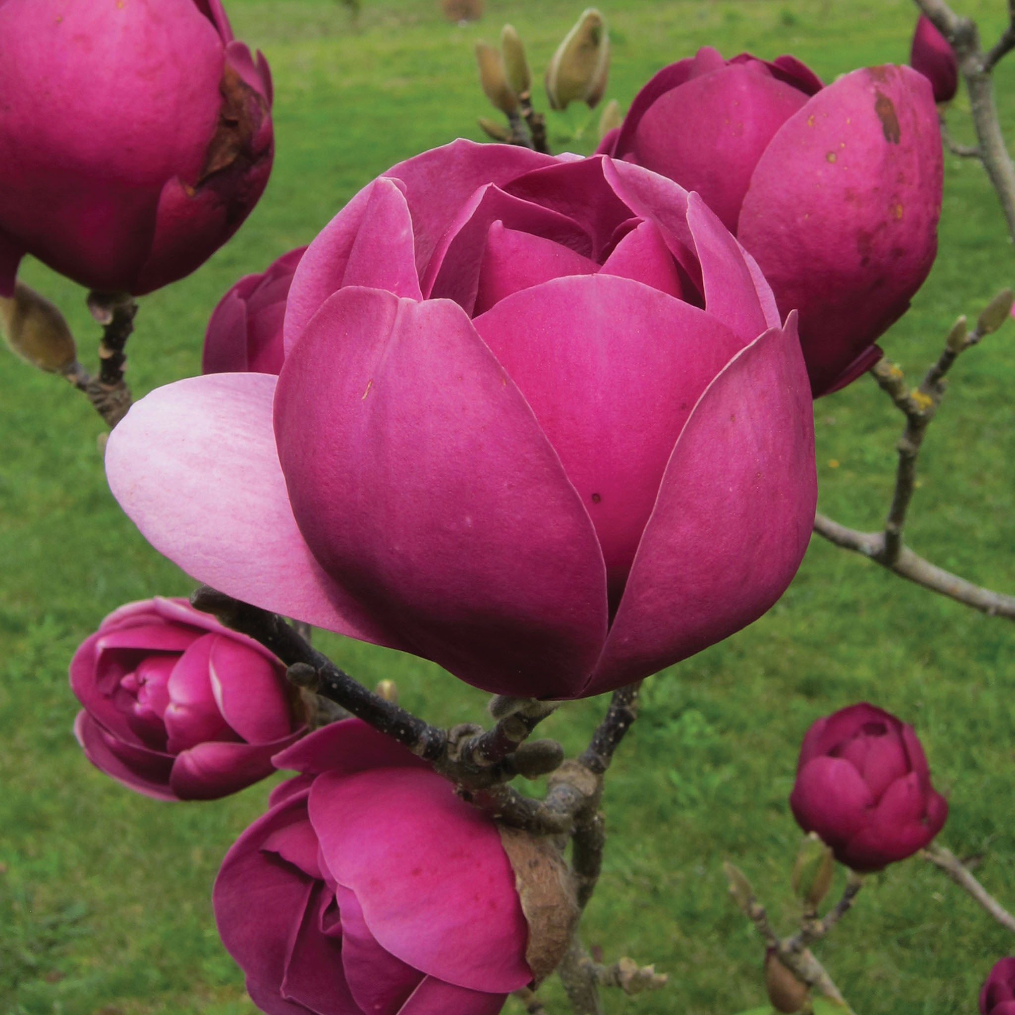 Black Tulip Magnolia Bare Root