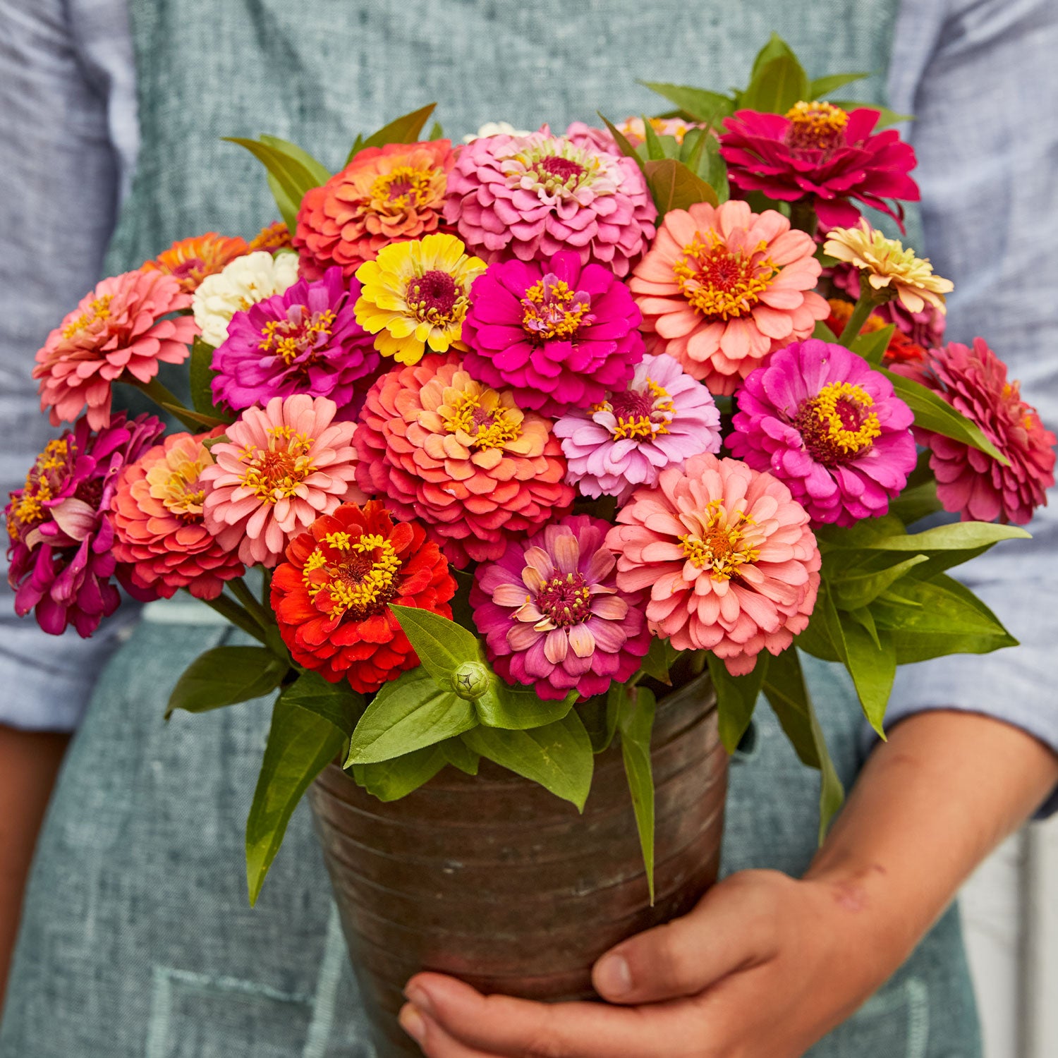 Cut & Come Again Mixed Colors Zinnia