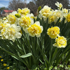 Daffodil, Ice King