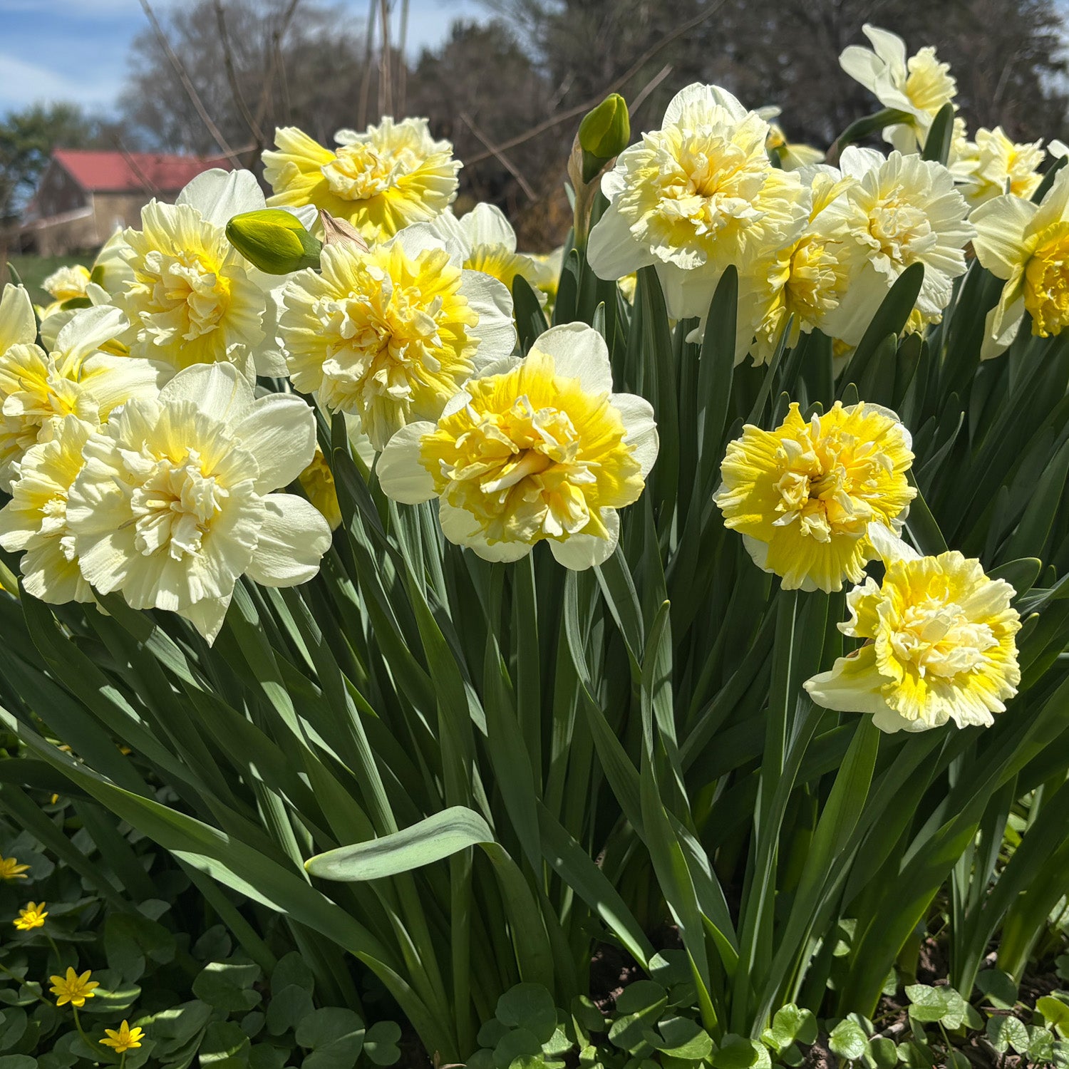 Daffodil, Ice King