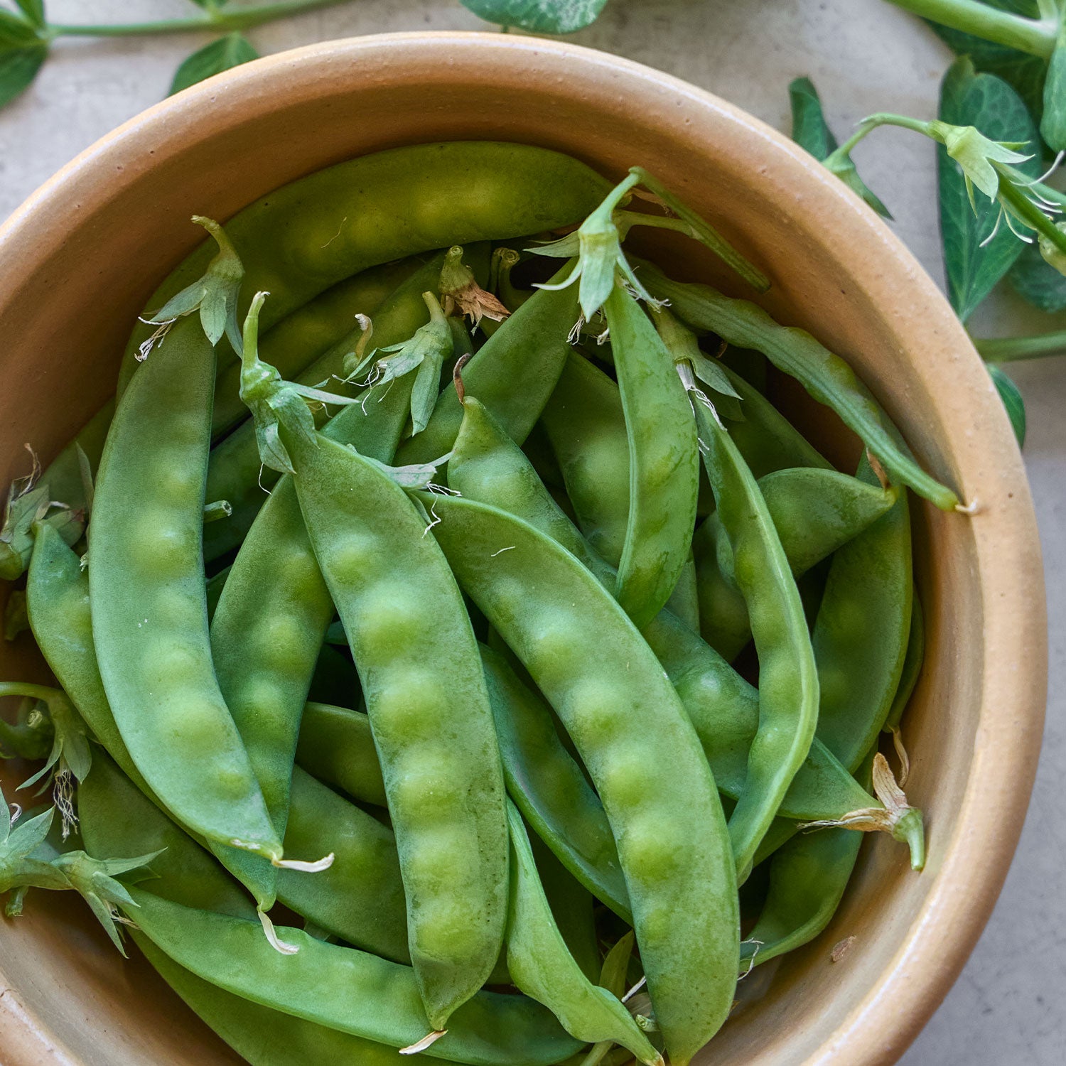 Snowbird Pea