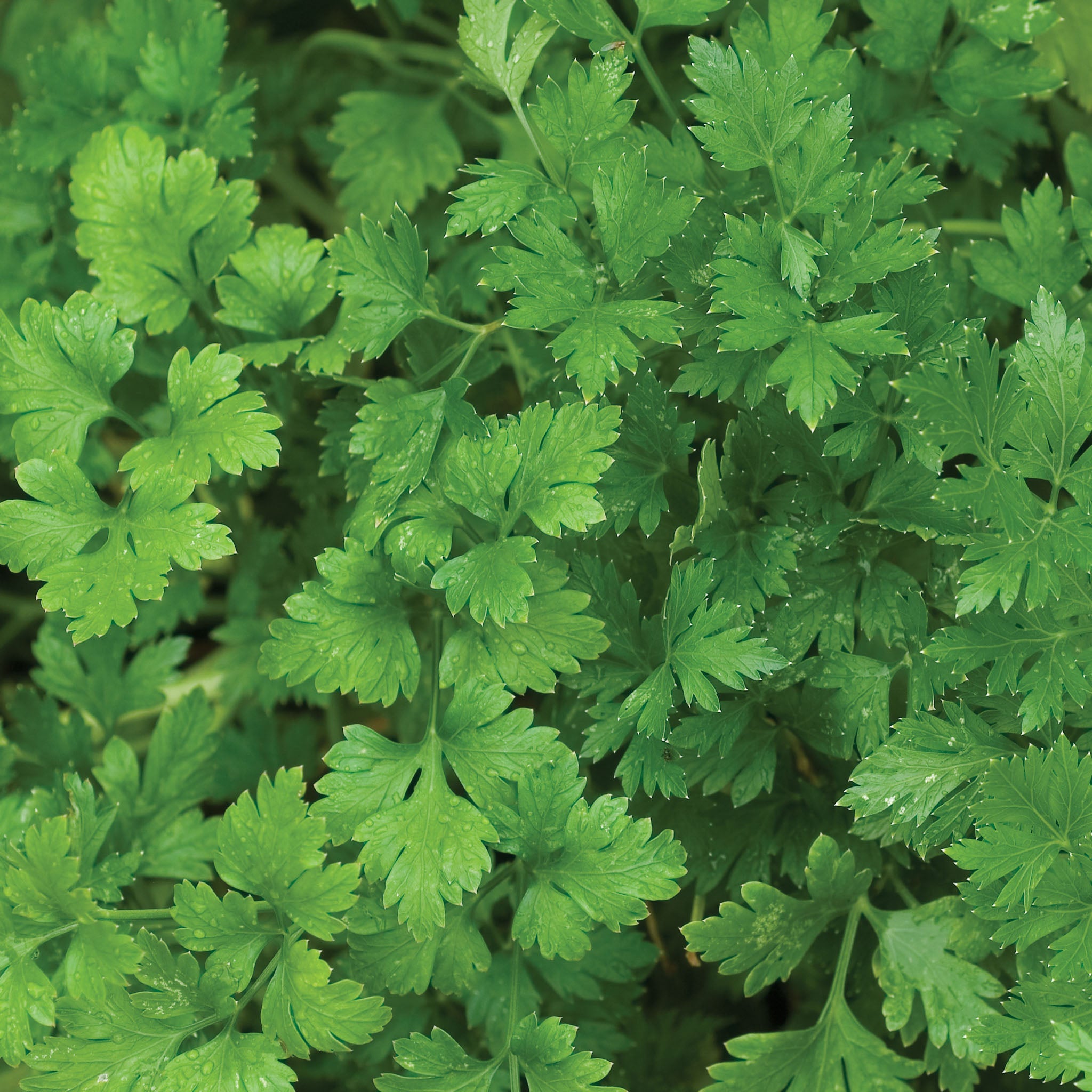 Single Italian Parsley