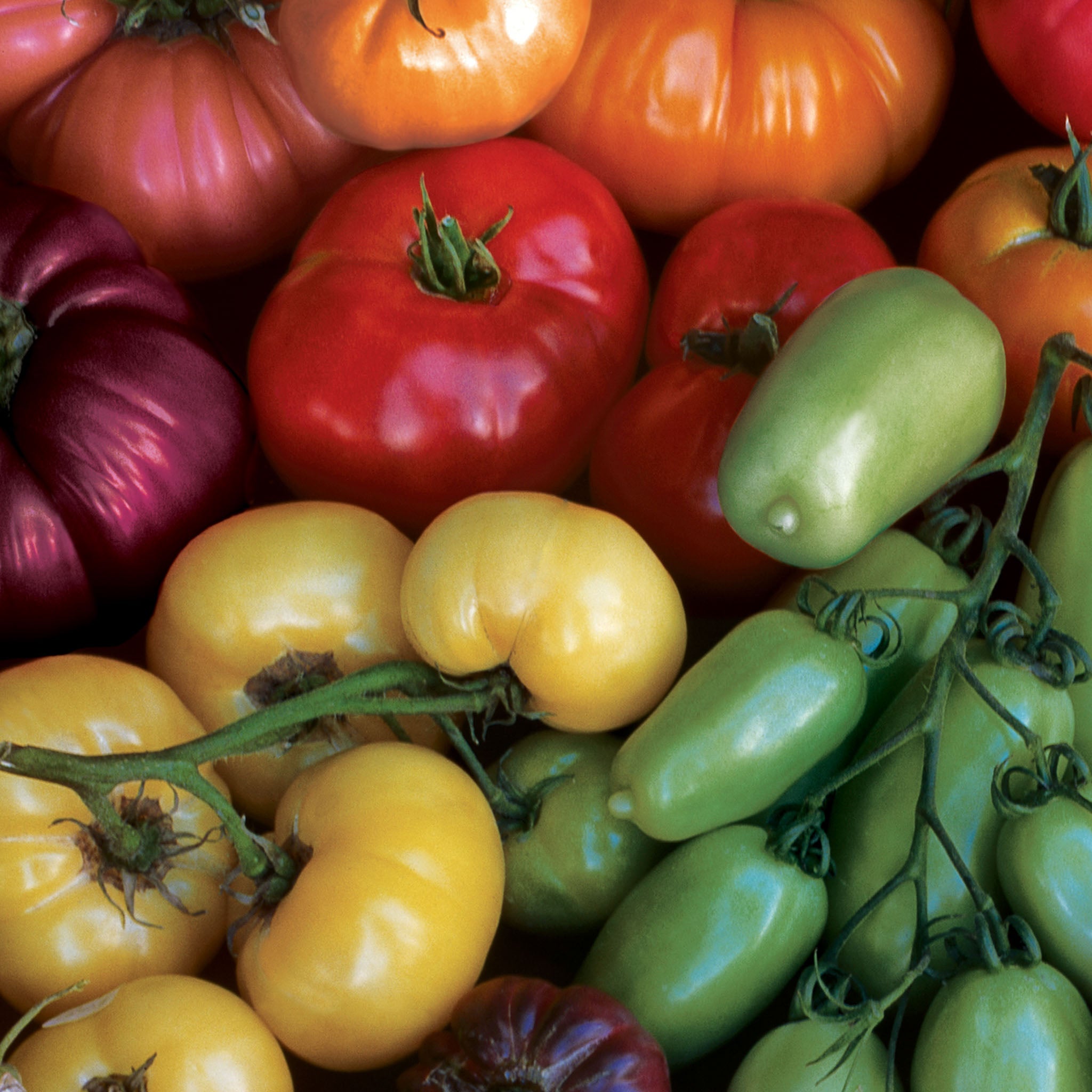Rainbow Blend Heirloom Tomato