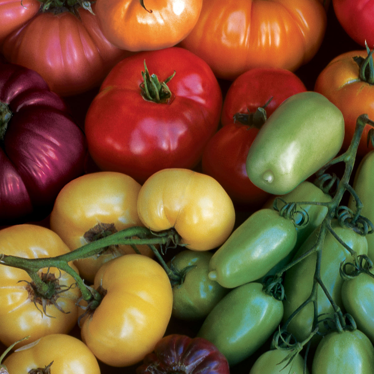 Rainbow Blend Heirloom Tomato