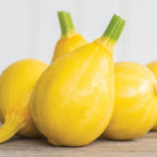 Lemon Drop Summer Squash