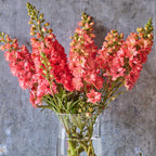 Red Lark Delphinium