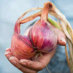 Ambition Shallot