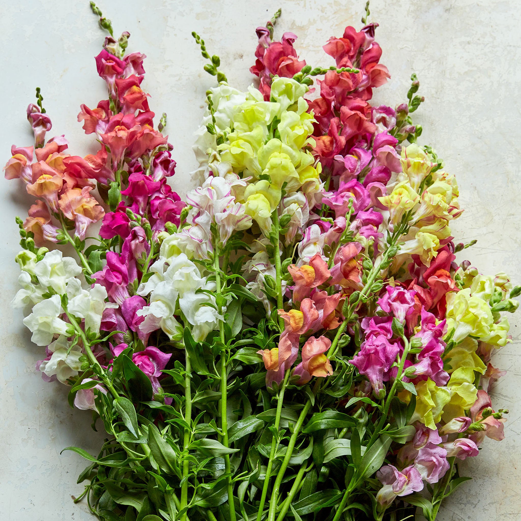 Tutti Frutti Snapdragon