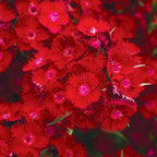 Rockin Red Dianthus Bare Root