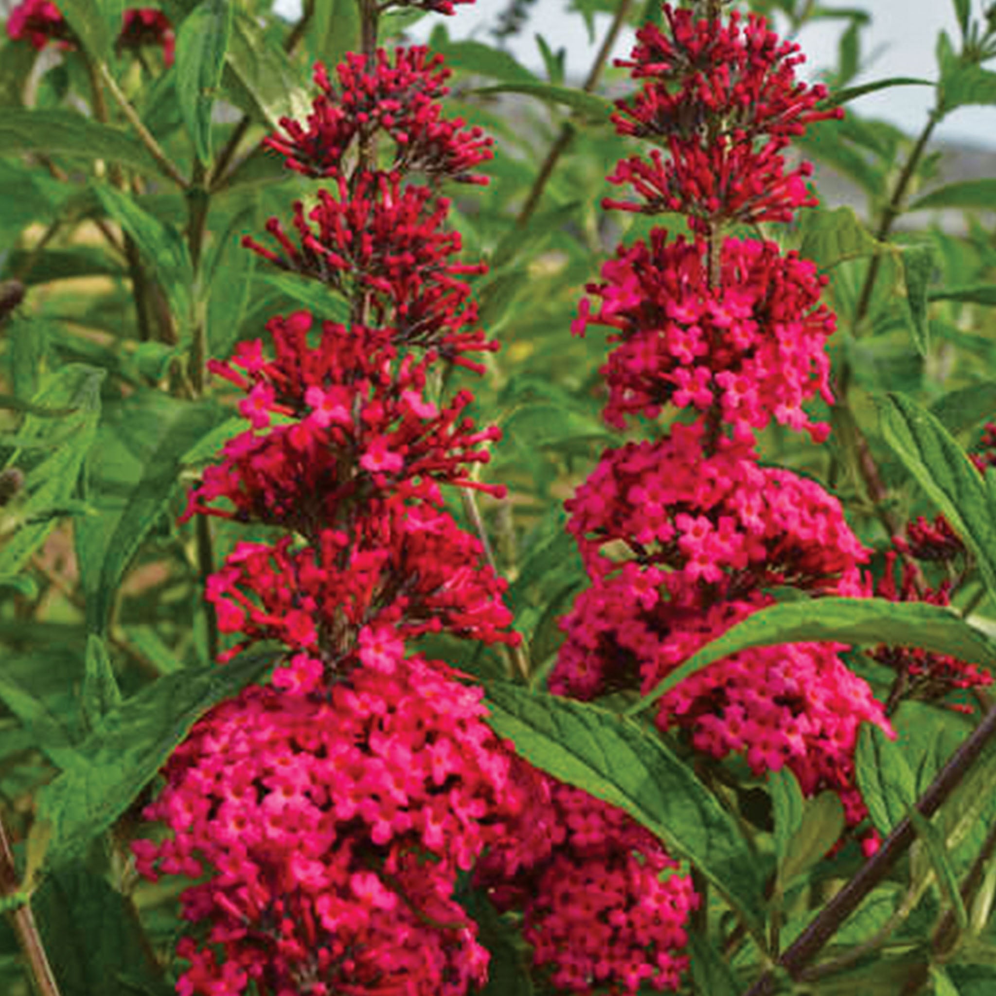 Prince Charming Buddleia