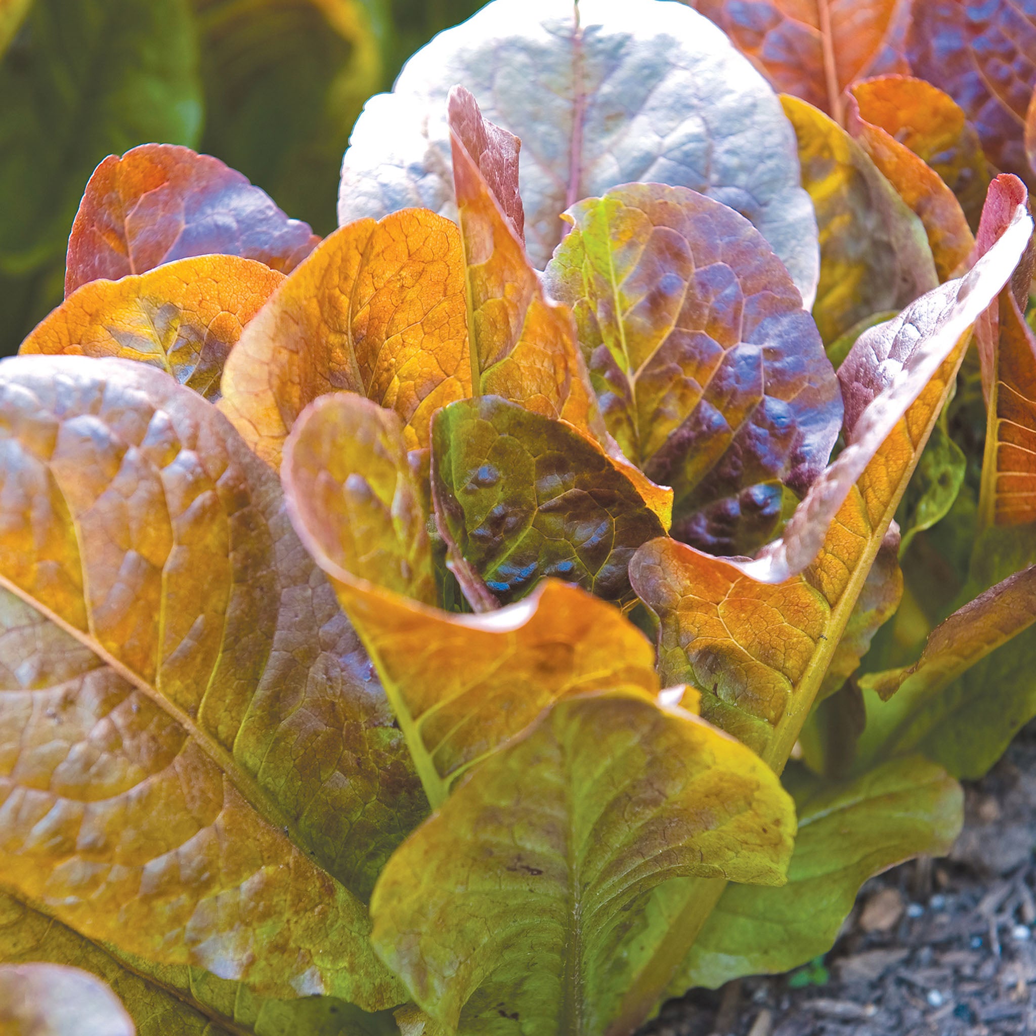 Four Seasons Lettuce