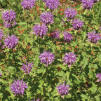 Monarda Fistulosa