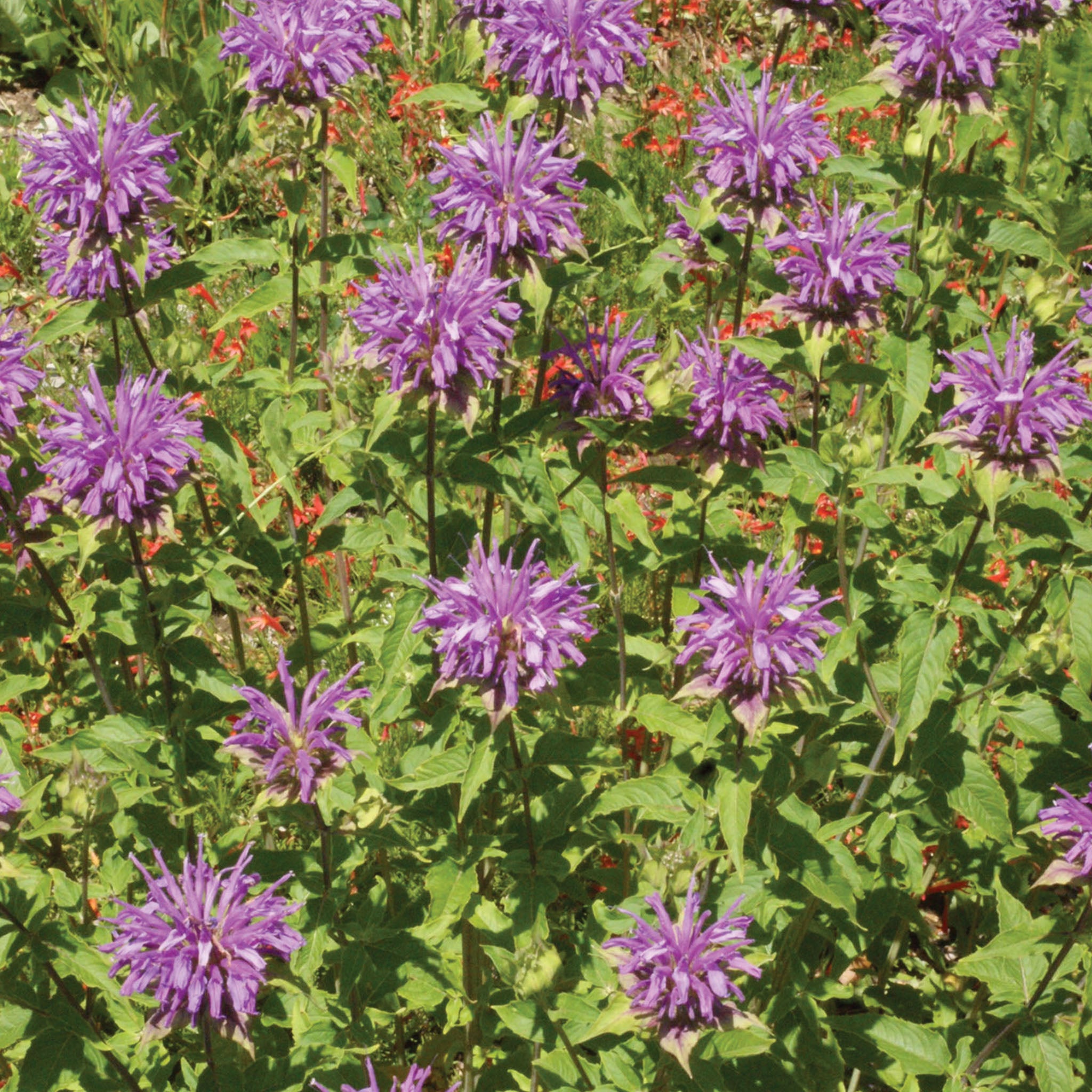 Monarda Fistulosa