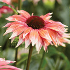 Playful Meadow Mama Echinacea