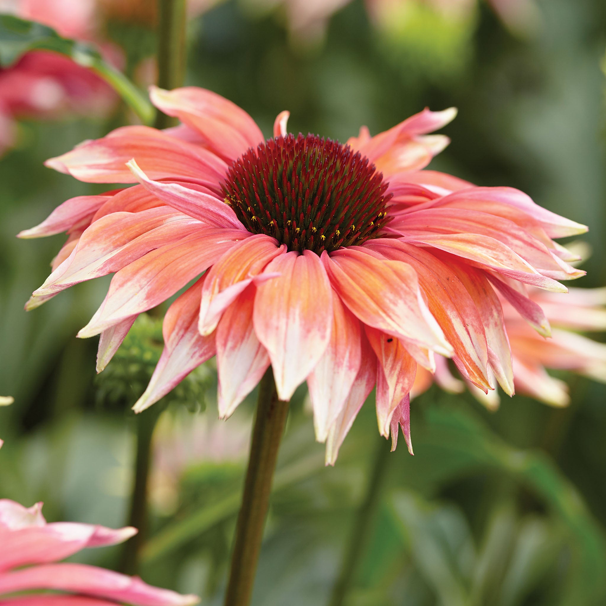 Playful Meadow Mama Echinacea