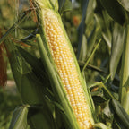 Sweetness Corn