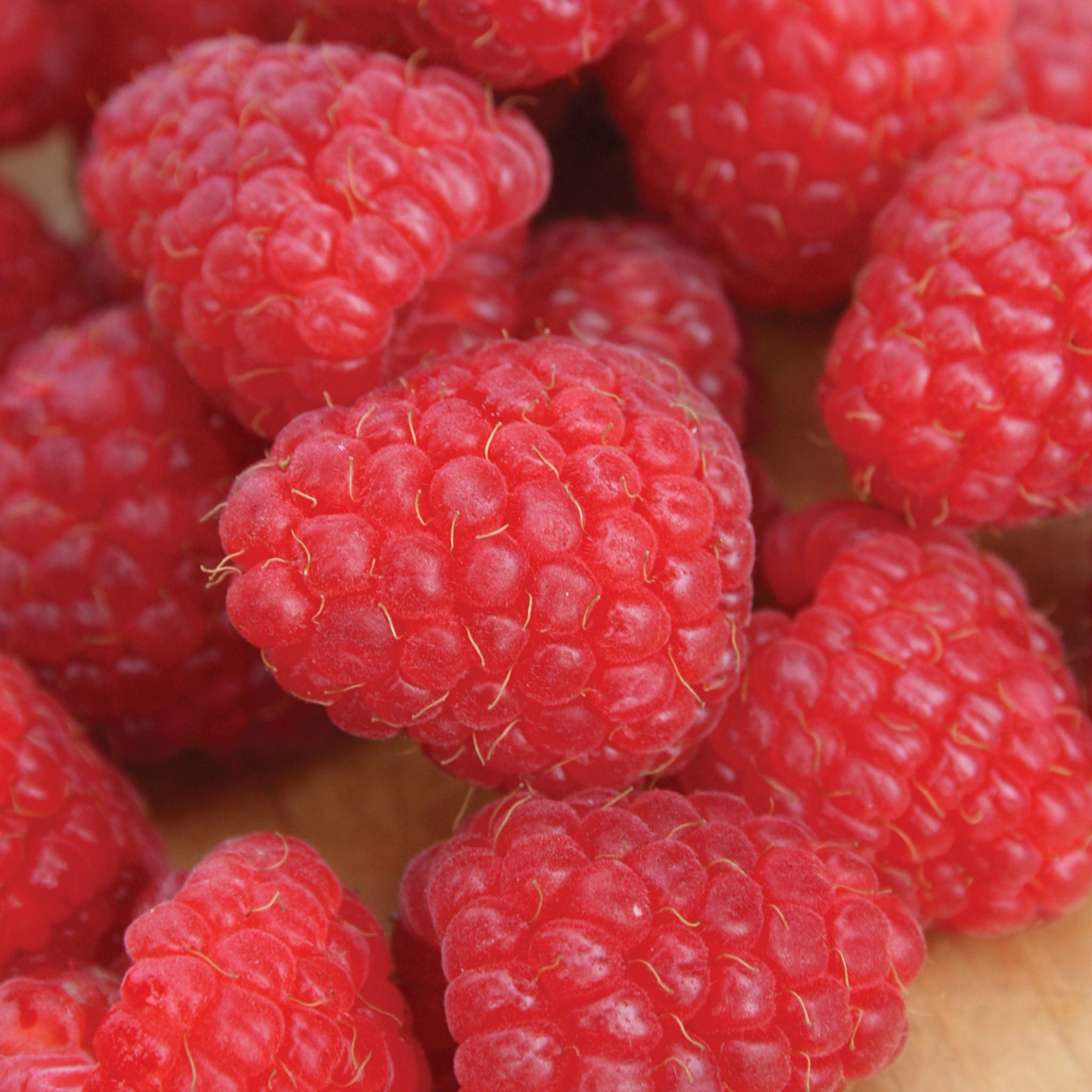 Crimson Giant PPAF Raspberry