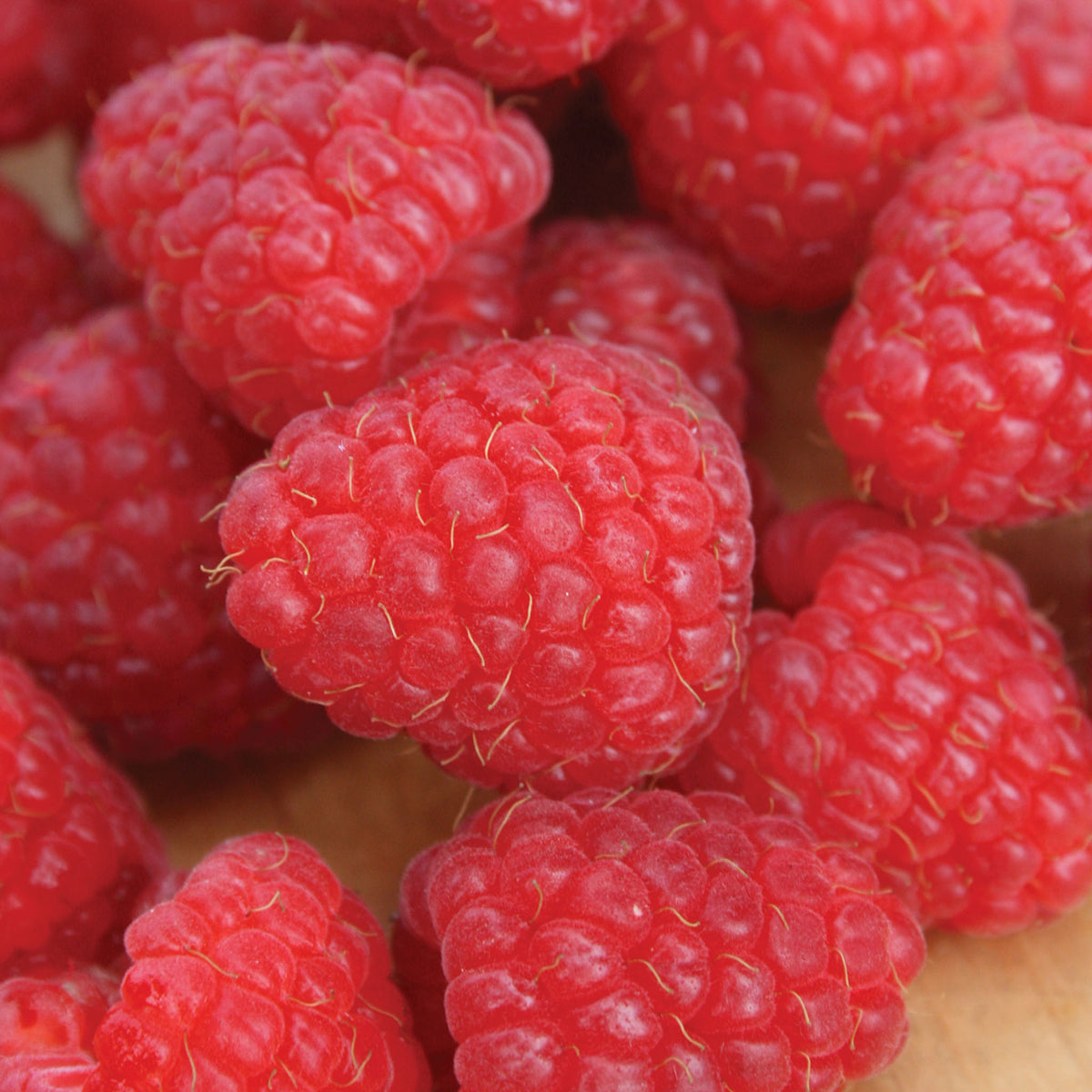 Crimson Giant PPAF Raspberry