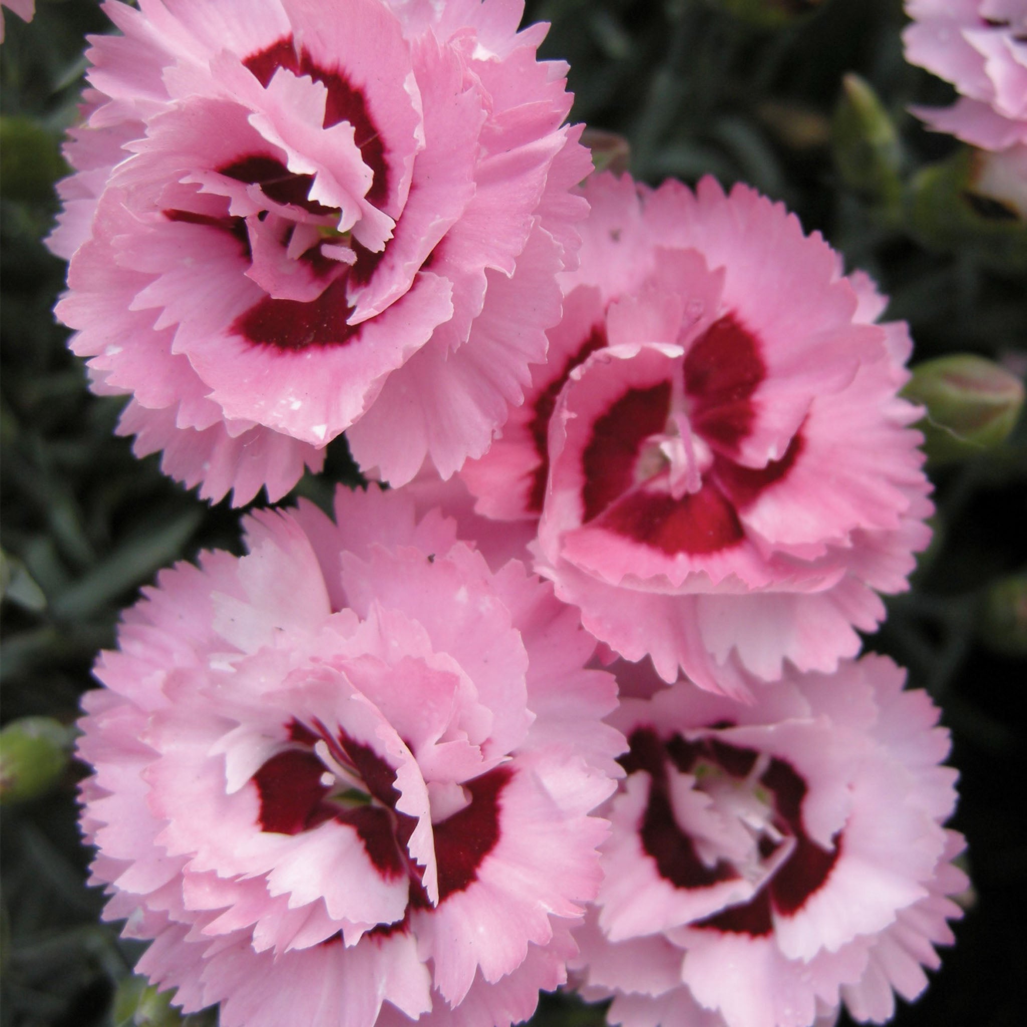 Raspberry Surprise Dianthus