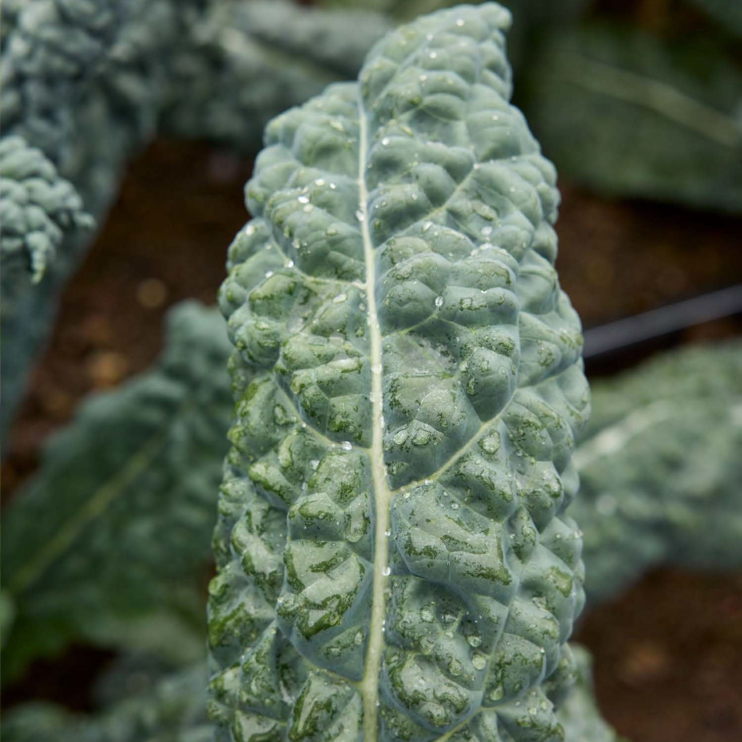 Black Jack F1 Kale
