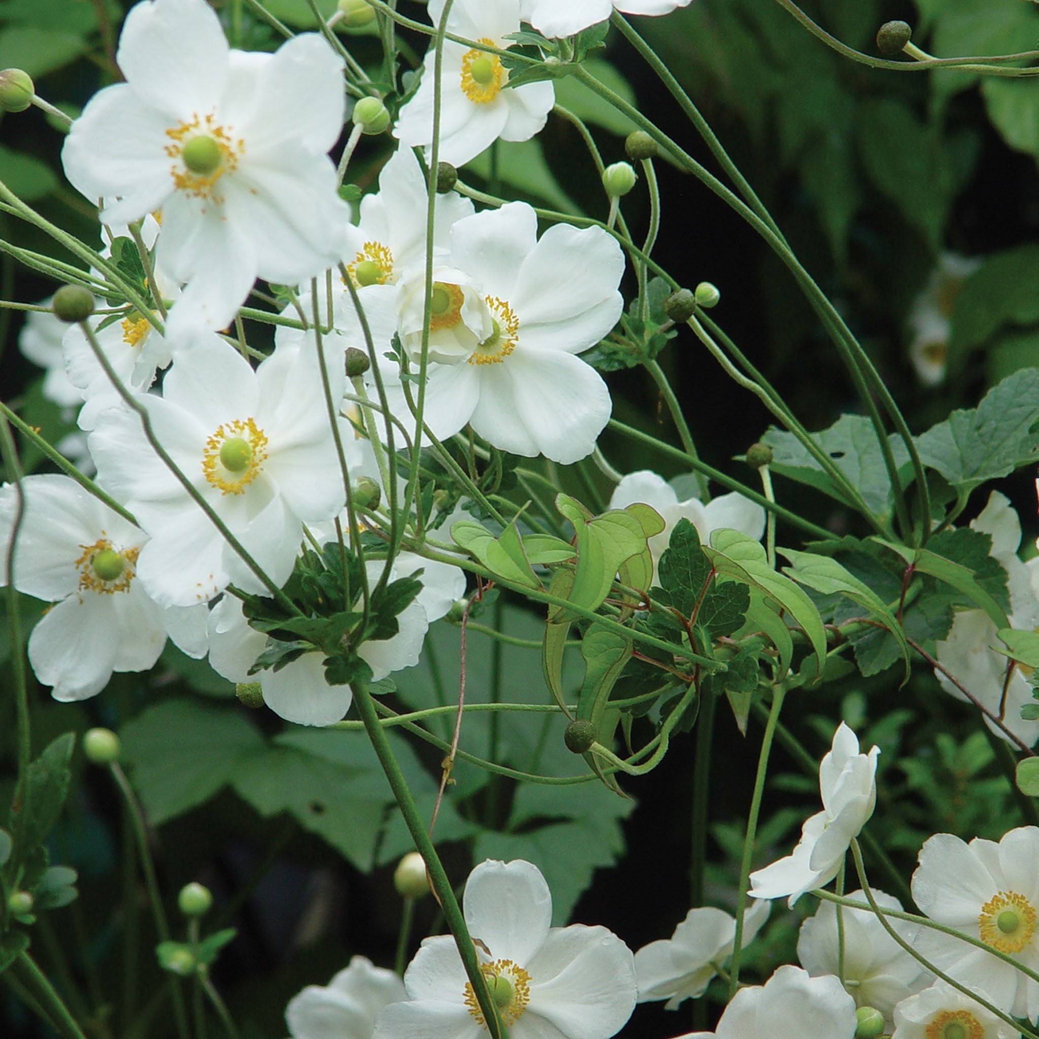Anemone Hup. Honorine Jobert Bare Root